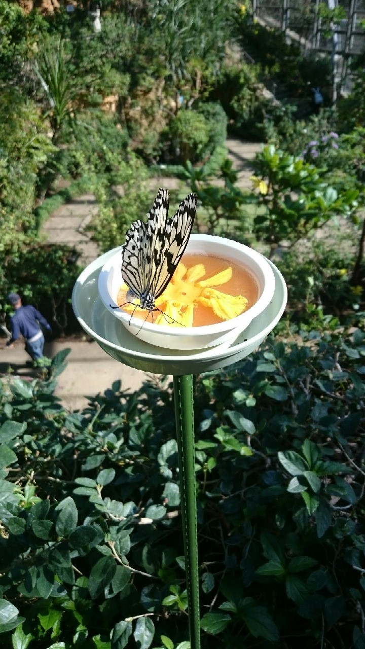 多摩動物公園 蝶 毎日発見